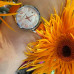 Часы Casio SHE-4050L-7A